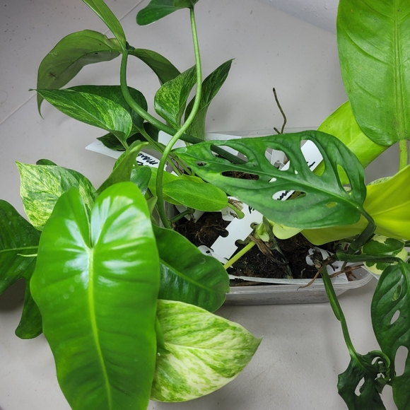 Starter plants nice selection of 7 fresh cut plant with nodes and or air roots - Picture 3 of 11